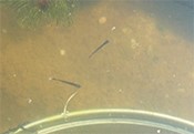 写真：繁殖に成功したイチモンジタナゴの稚魚